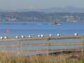 Seagulls boat